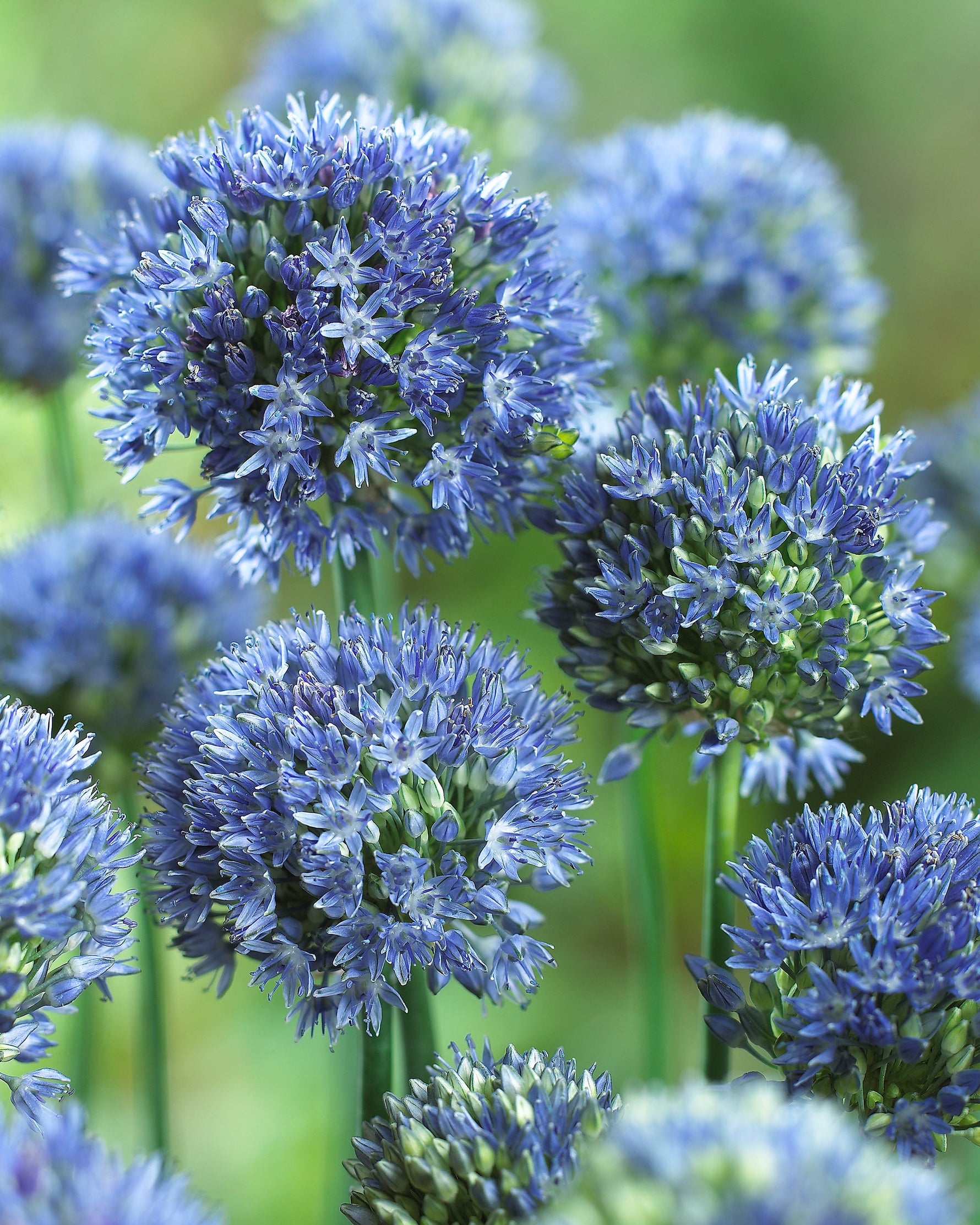 allium caeruleum