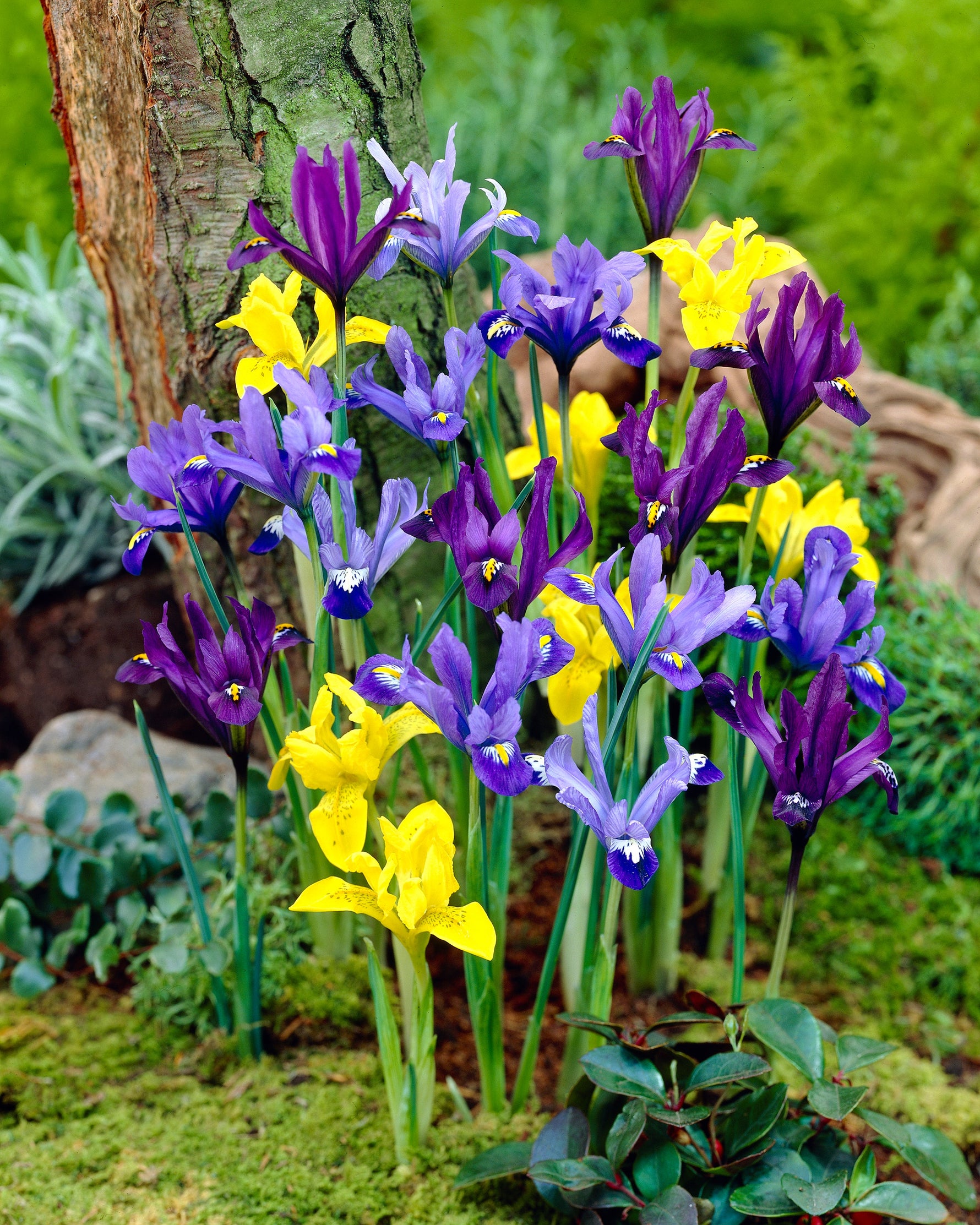 38722 Iris reticulata mixed