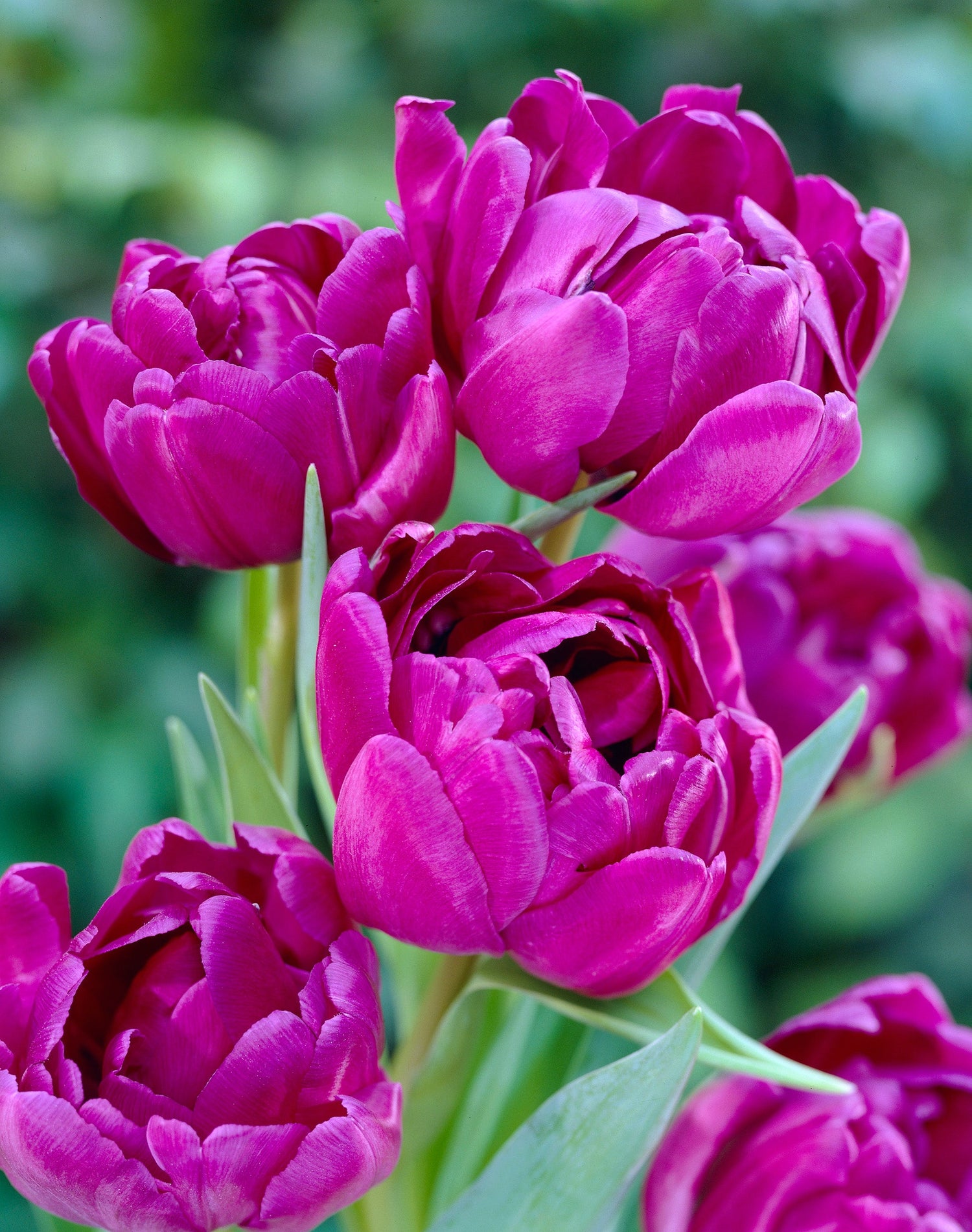 Tulipa Blue Diamond