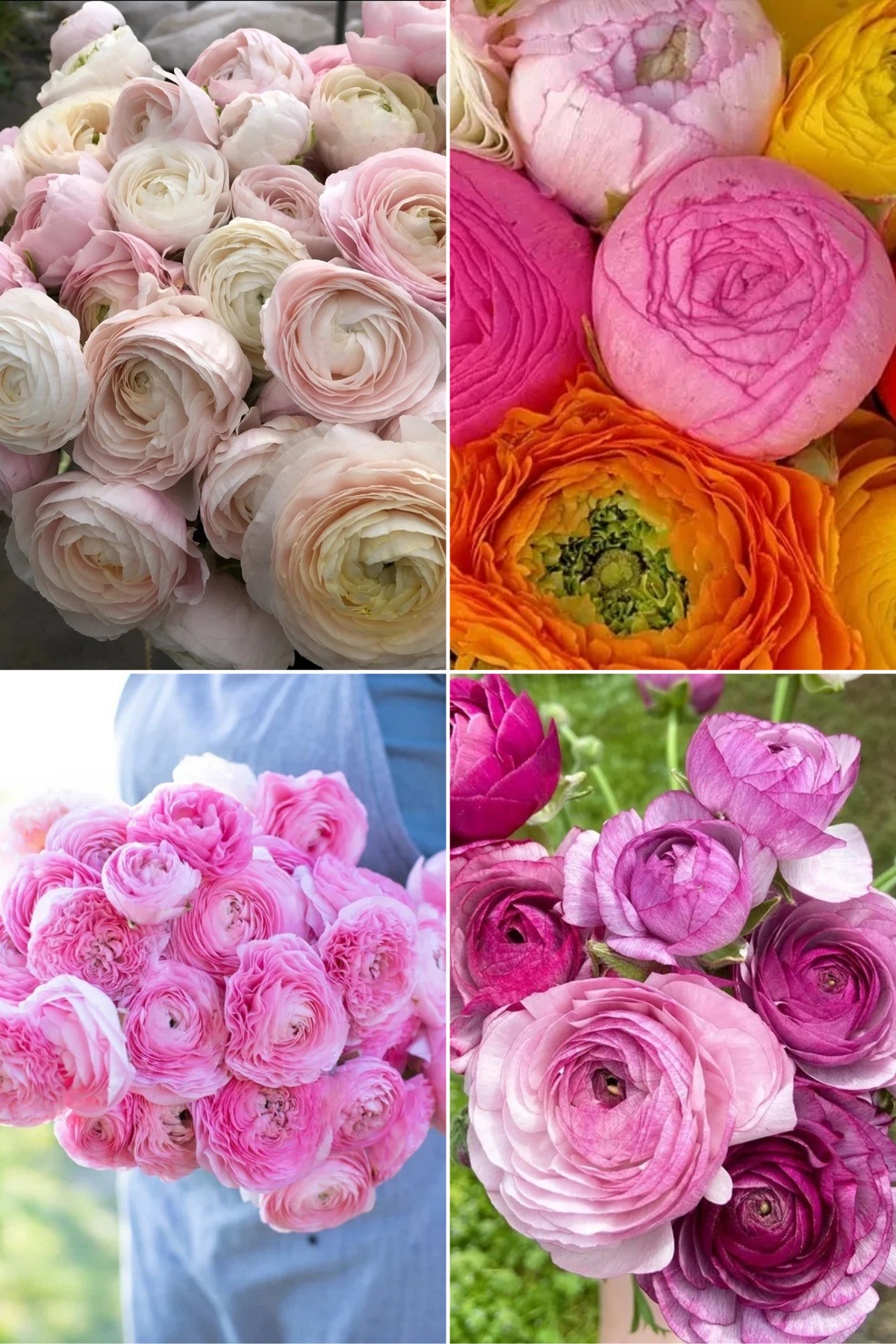 Ranunculus Amandine Collectie