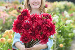 Dahlia Amarone