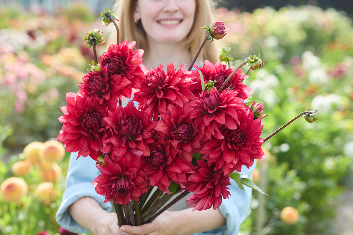 Dahlia Amarone