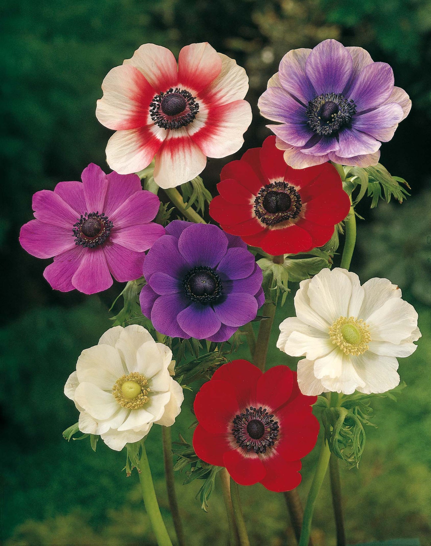 Anemone De Caen Mix