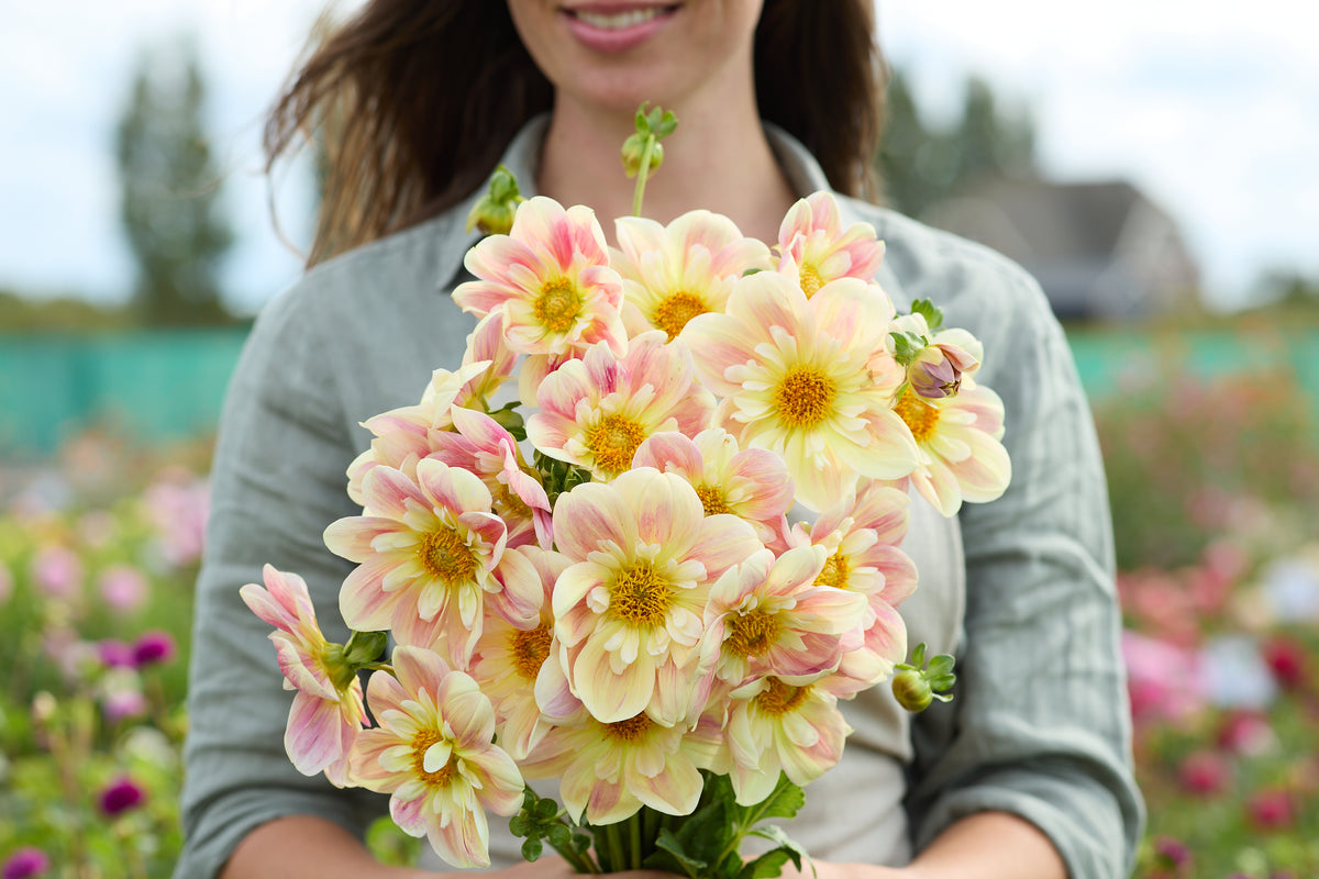 Dahlia April Heather
