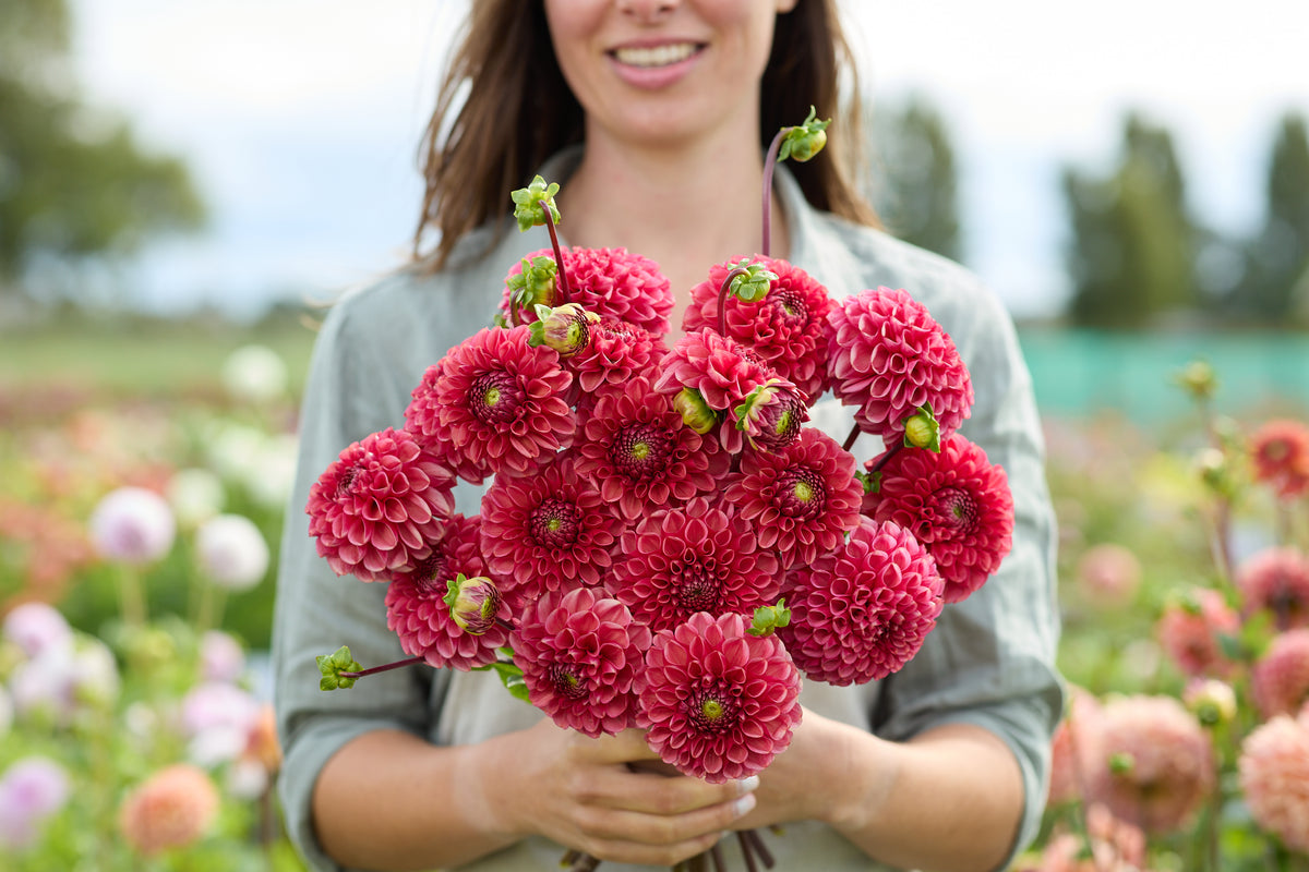 Dahlia Ariston