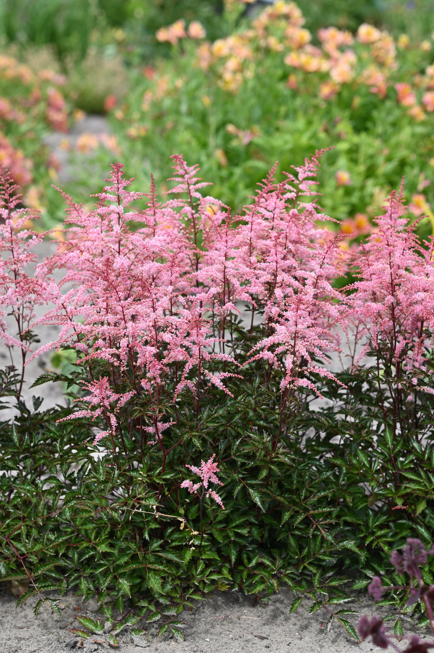 Astilbe Pretty in Pink 2/3
