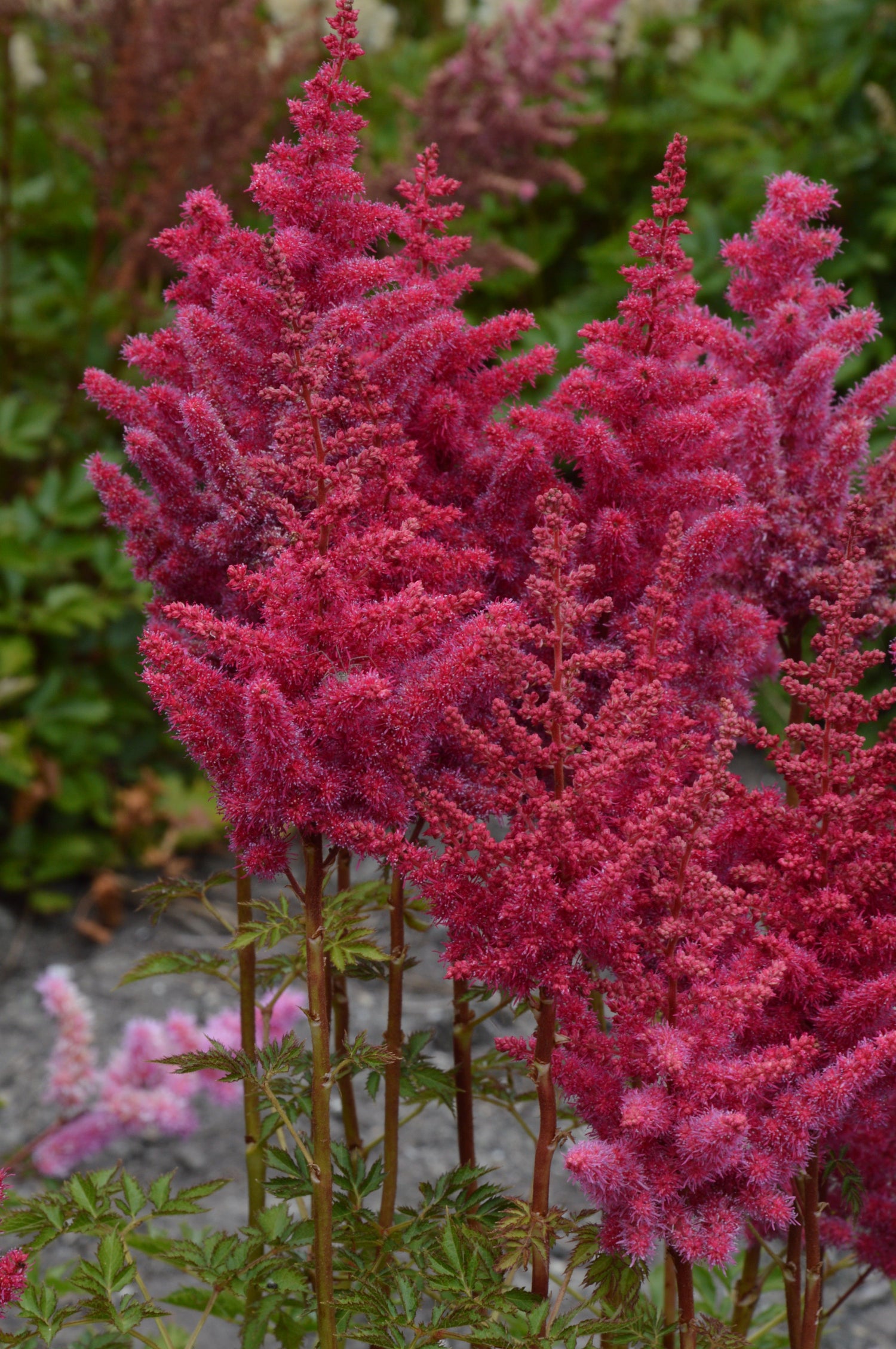 Astilbe Mighty Red Quin