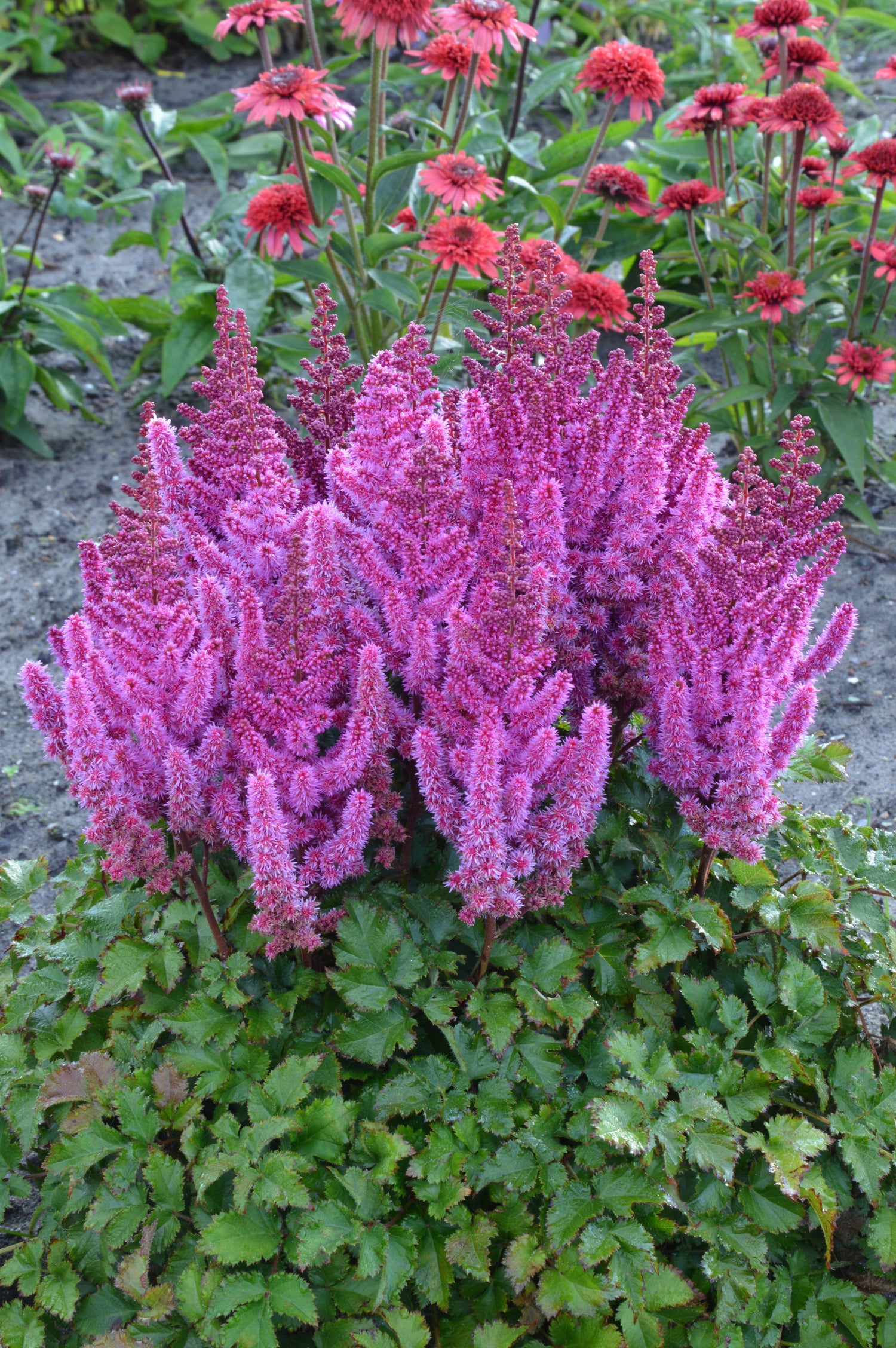 Astilbe Purple Rain