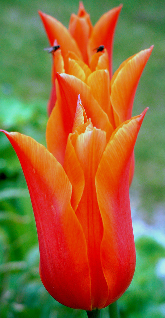 Tulipa Ballerina