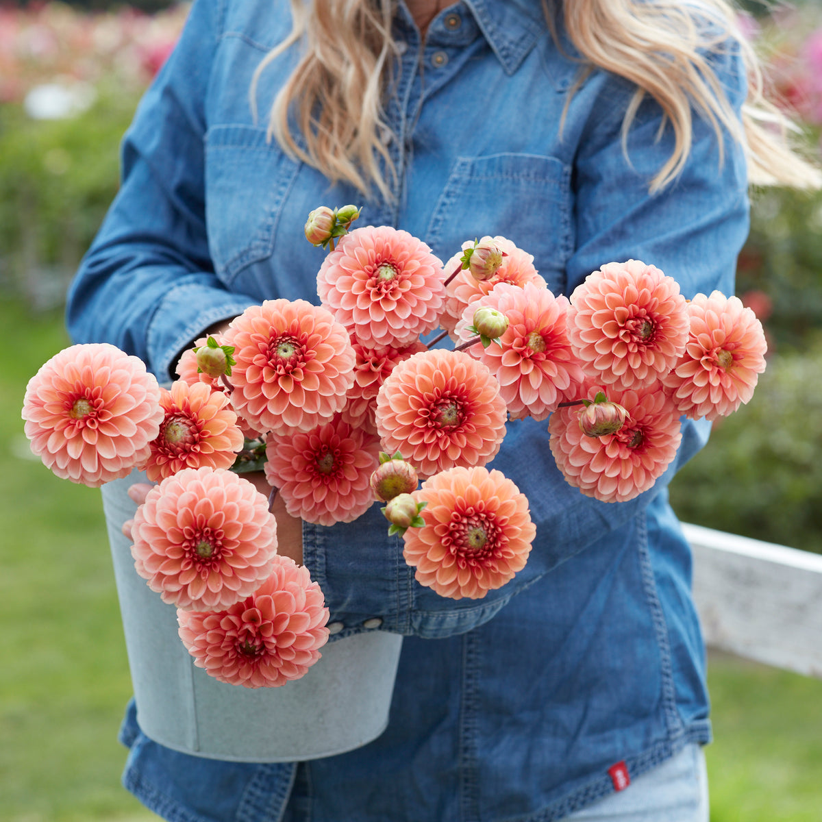 Dahlia Bazuin Salmon Orange