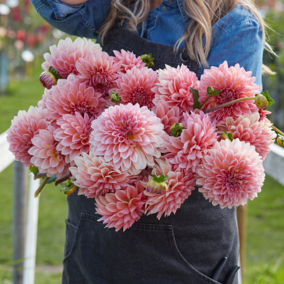 Dahlia Beauty Queen