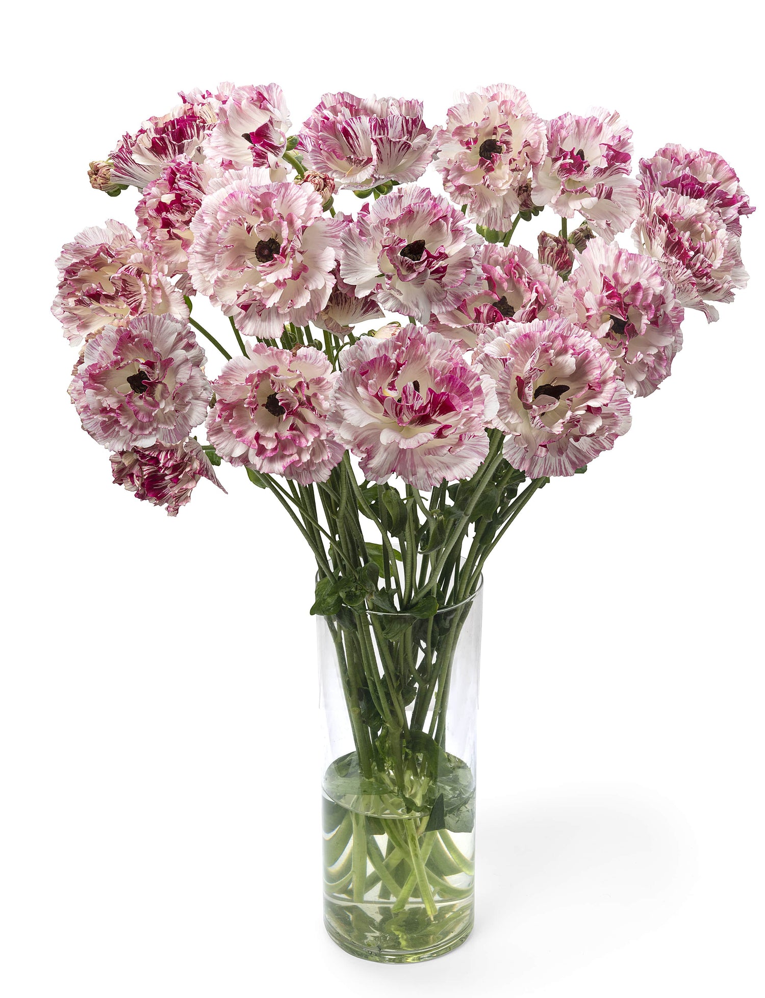 Ranunculus Brushmark Cesar
