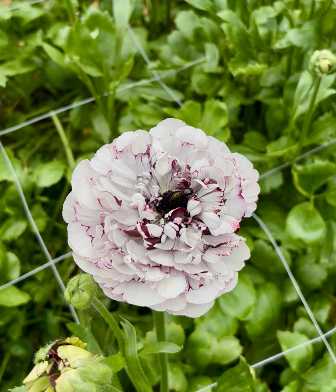 Ranunculus Brushmark Estrada