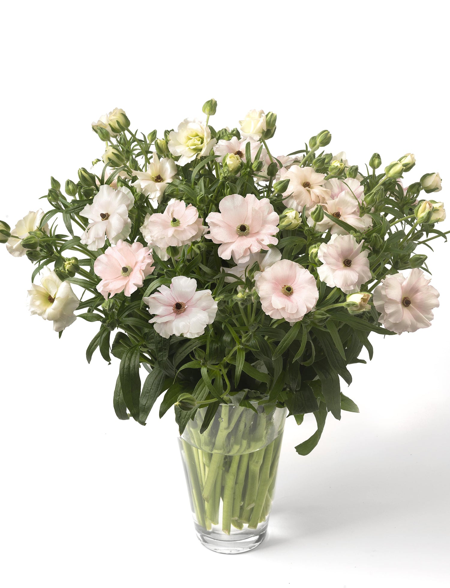 Ranunculus Butterfly Ariadne