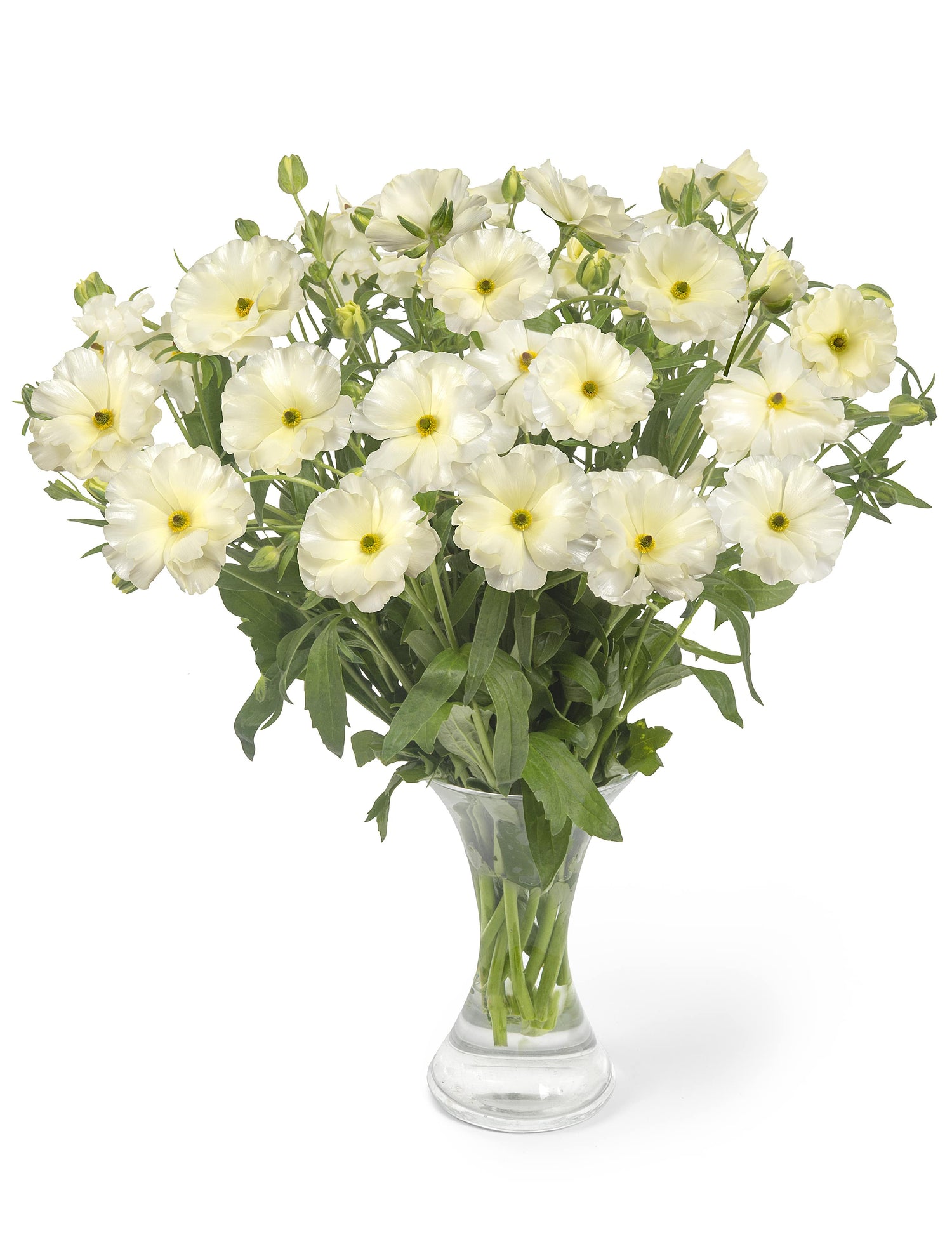 Ranunculus Butterfly Graces