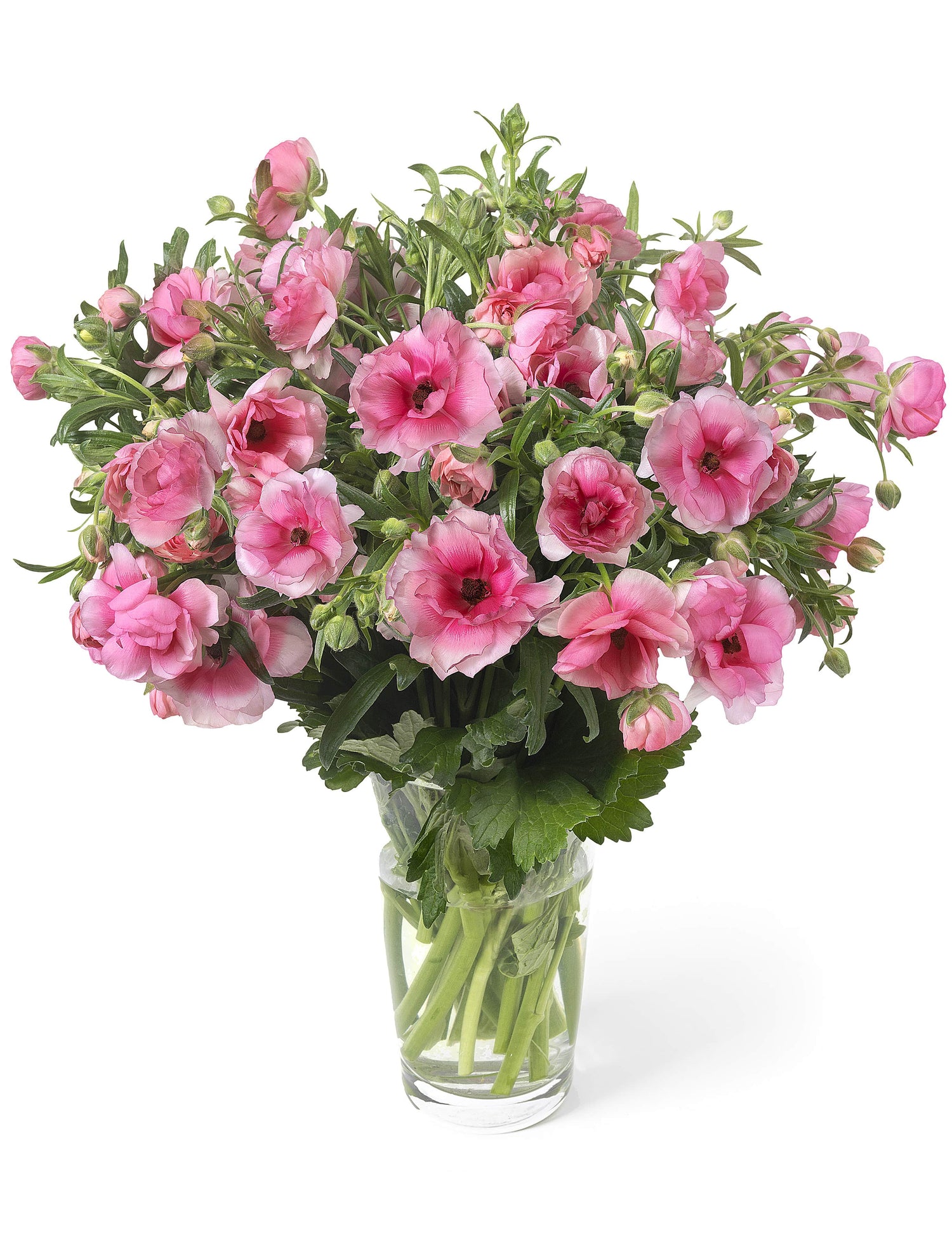 Ranunculus Butterfly Hera