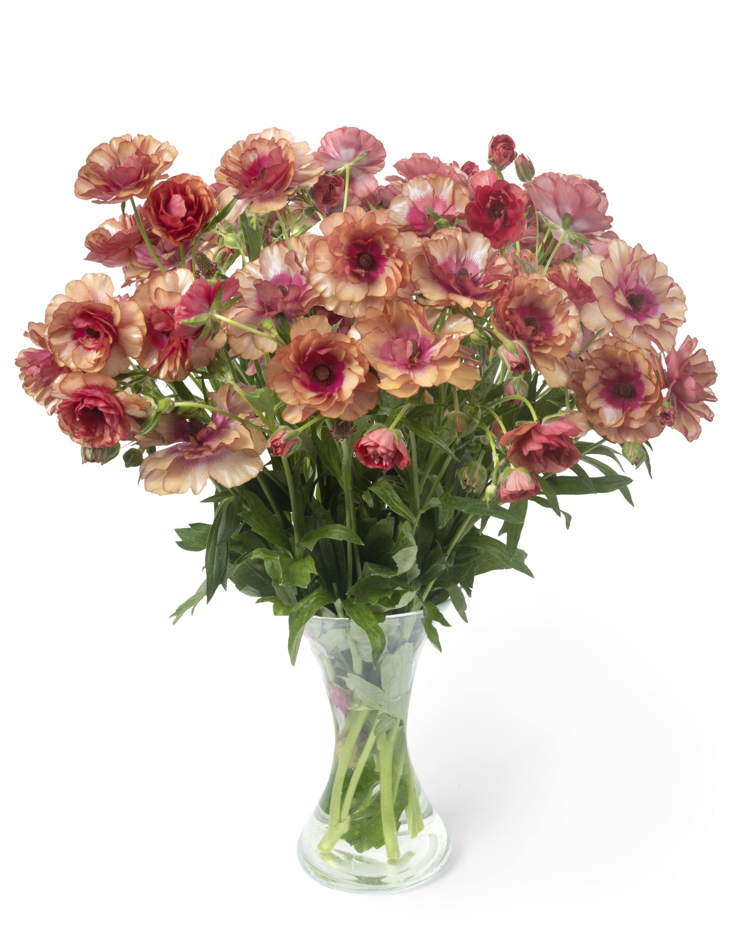 Ranunculus Butterfly Musa