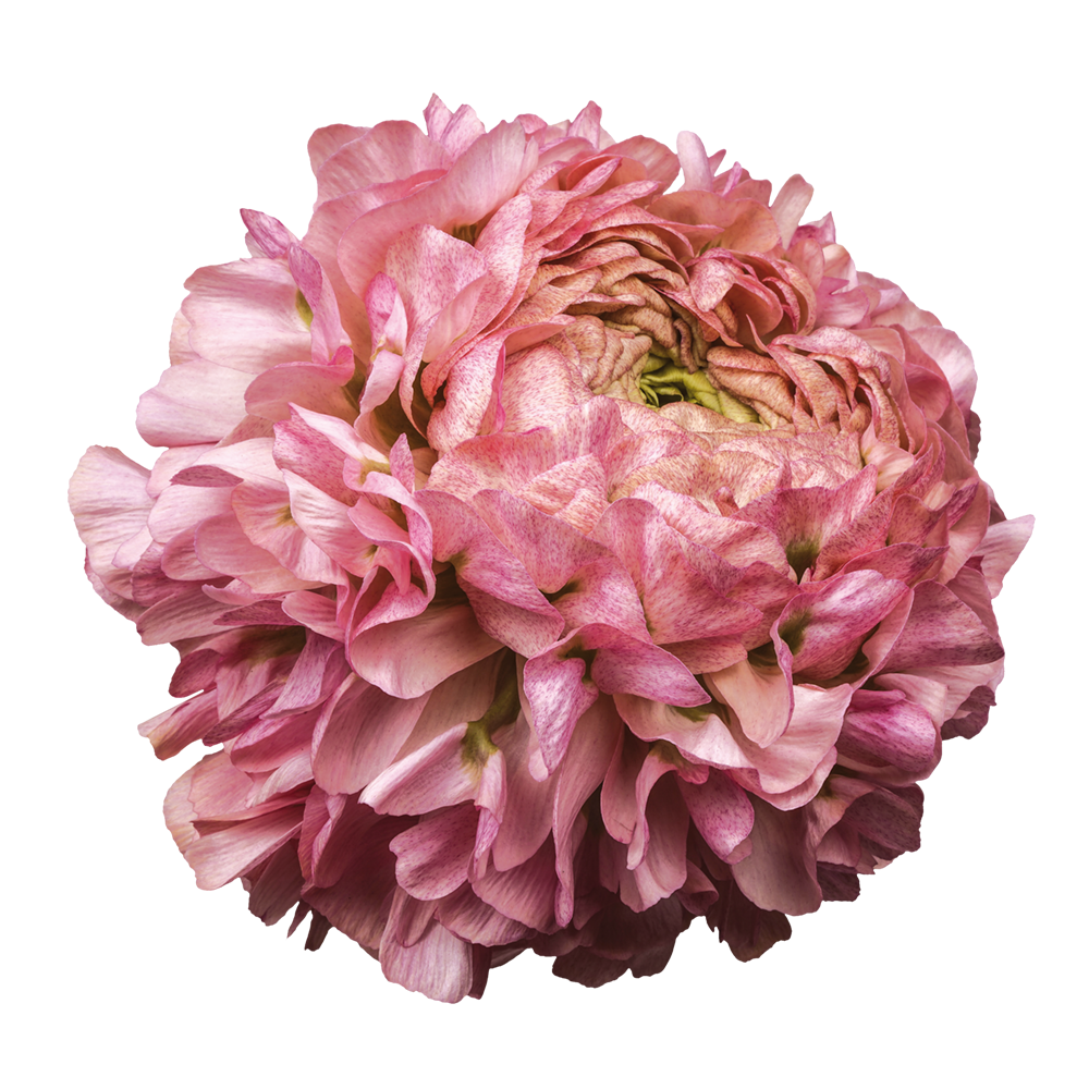 Ranunculus Cloni Pon Alice