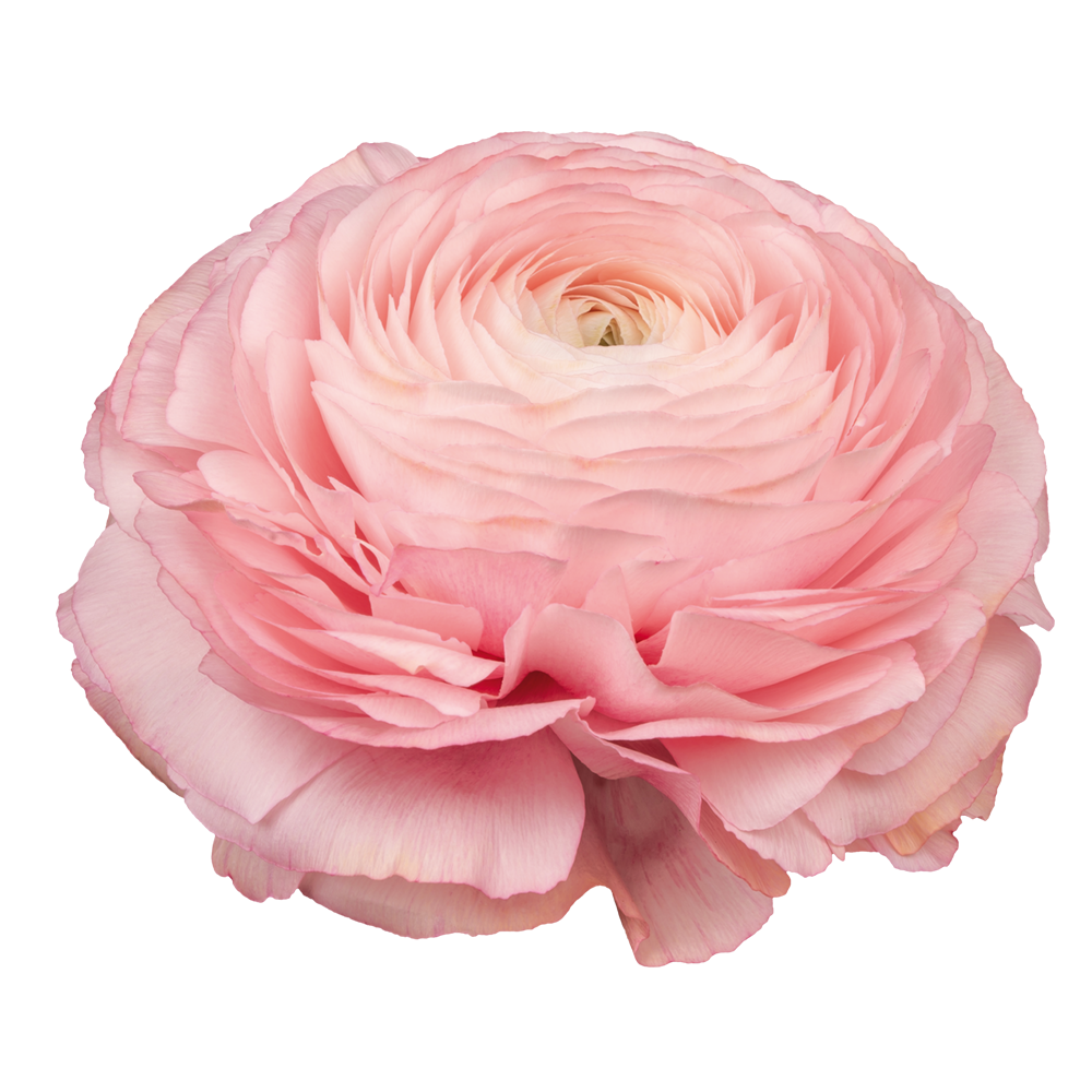 Ranunculus Cloni Succes Blush