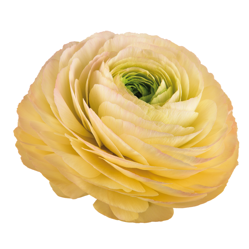 Ranunculus Cloni Success Tuareg