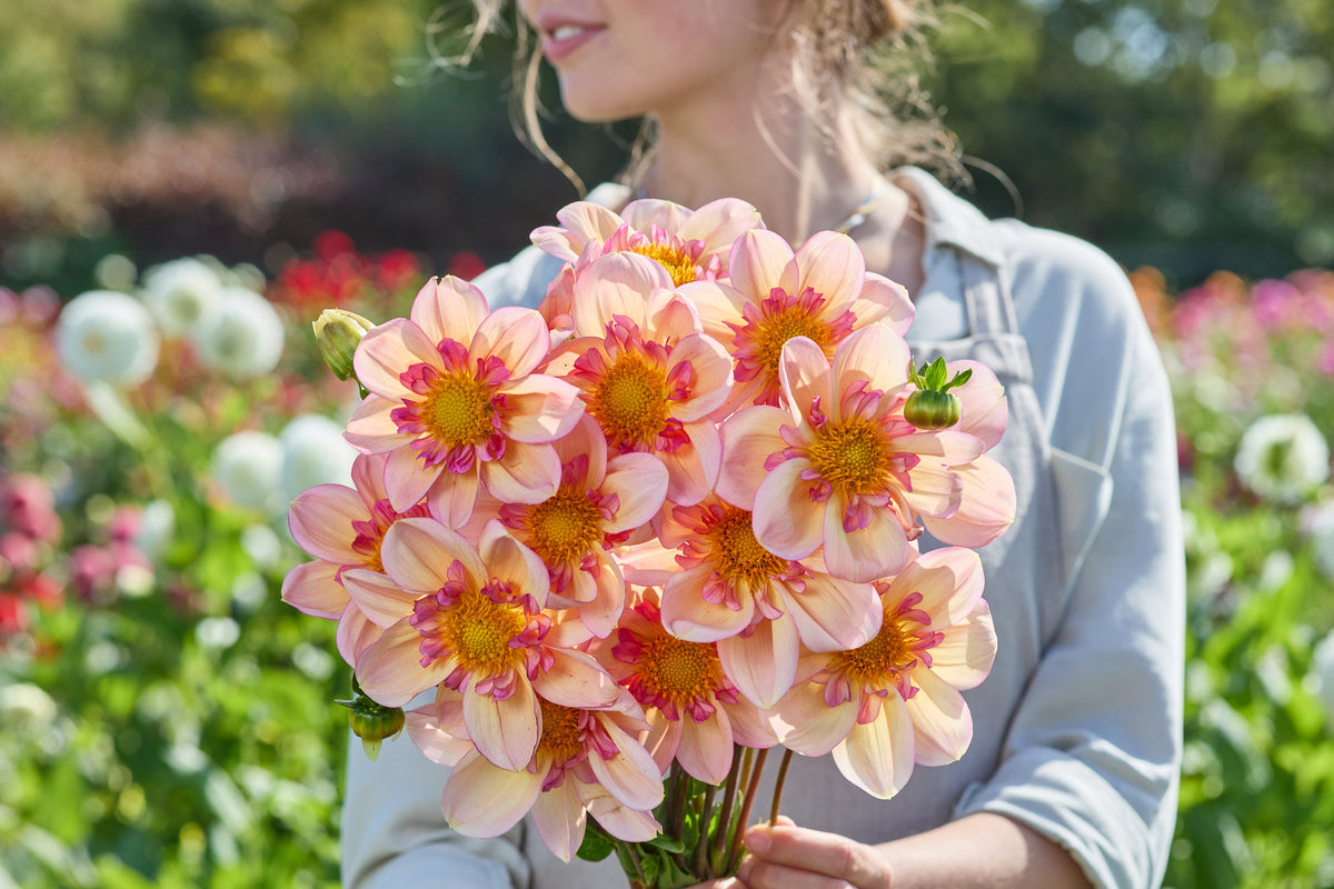 Dahlia Campus Nature Metier