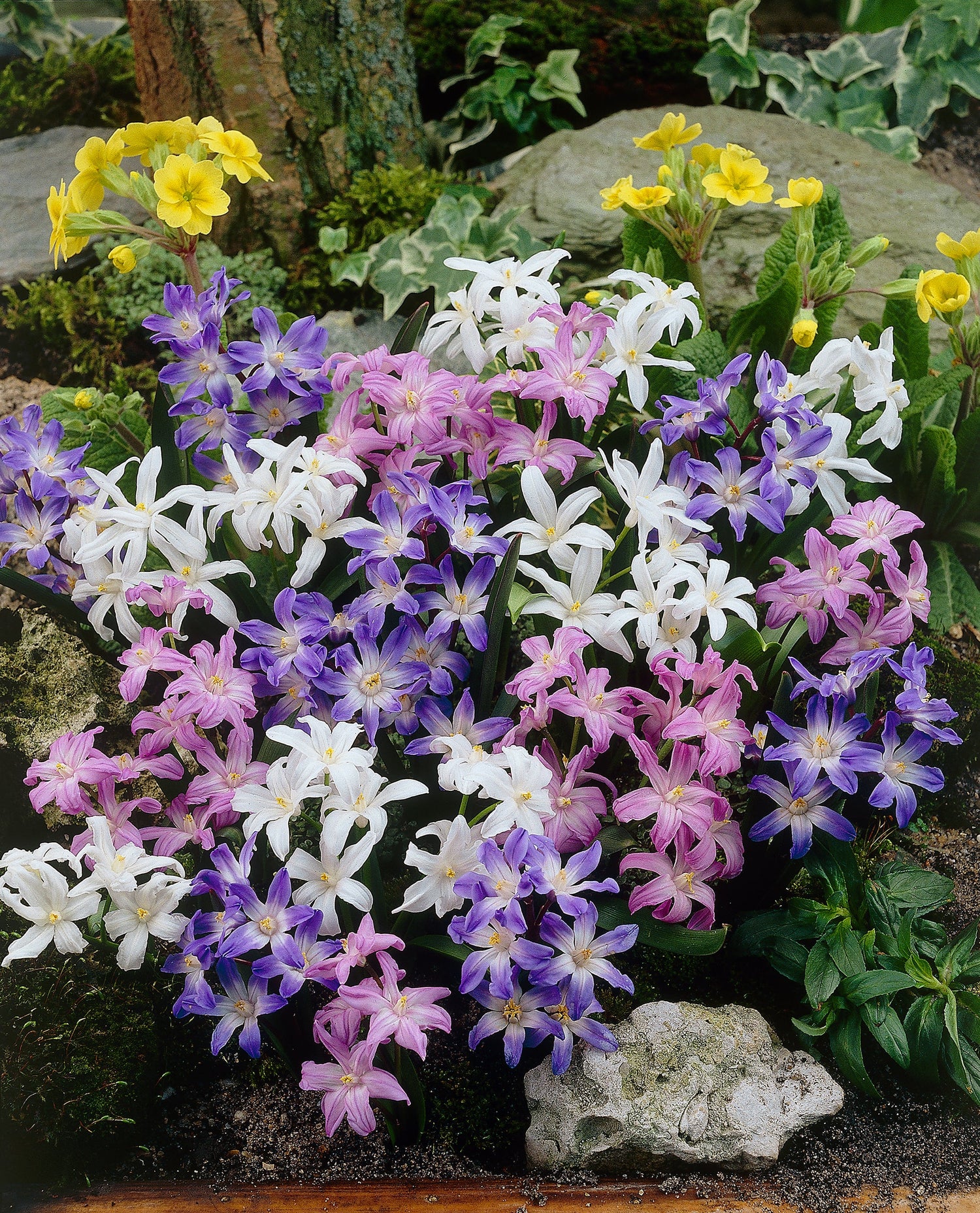 Chionodoxa Mixed