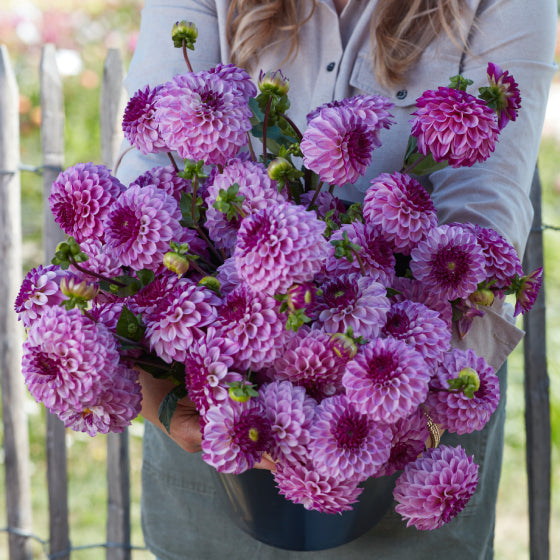 Dahlia Columbus