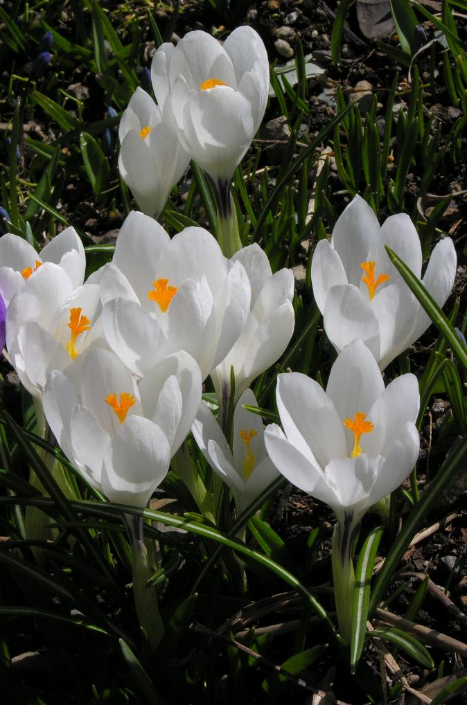 Crocus Jeanne d'Arc