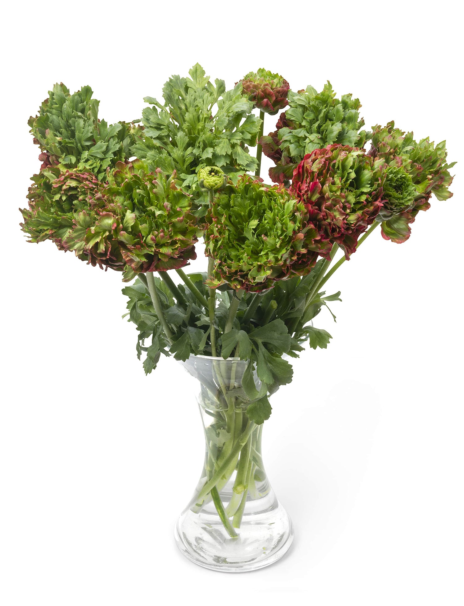 Ranunculus Crown Bastille