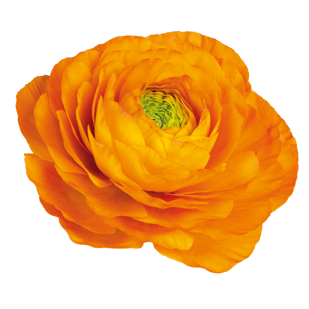 Ranunculus Elegance Clementine