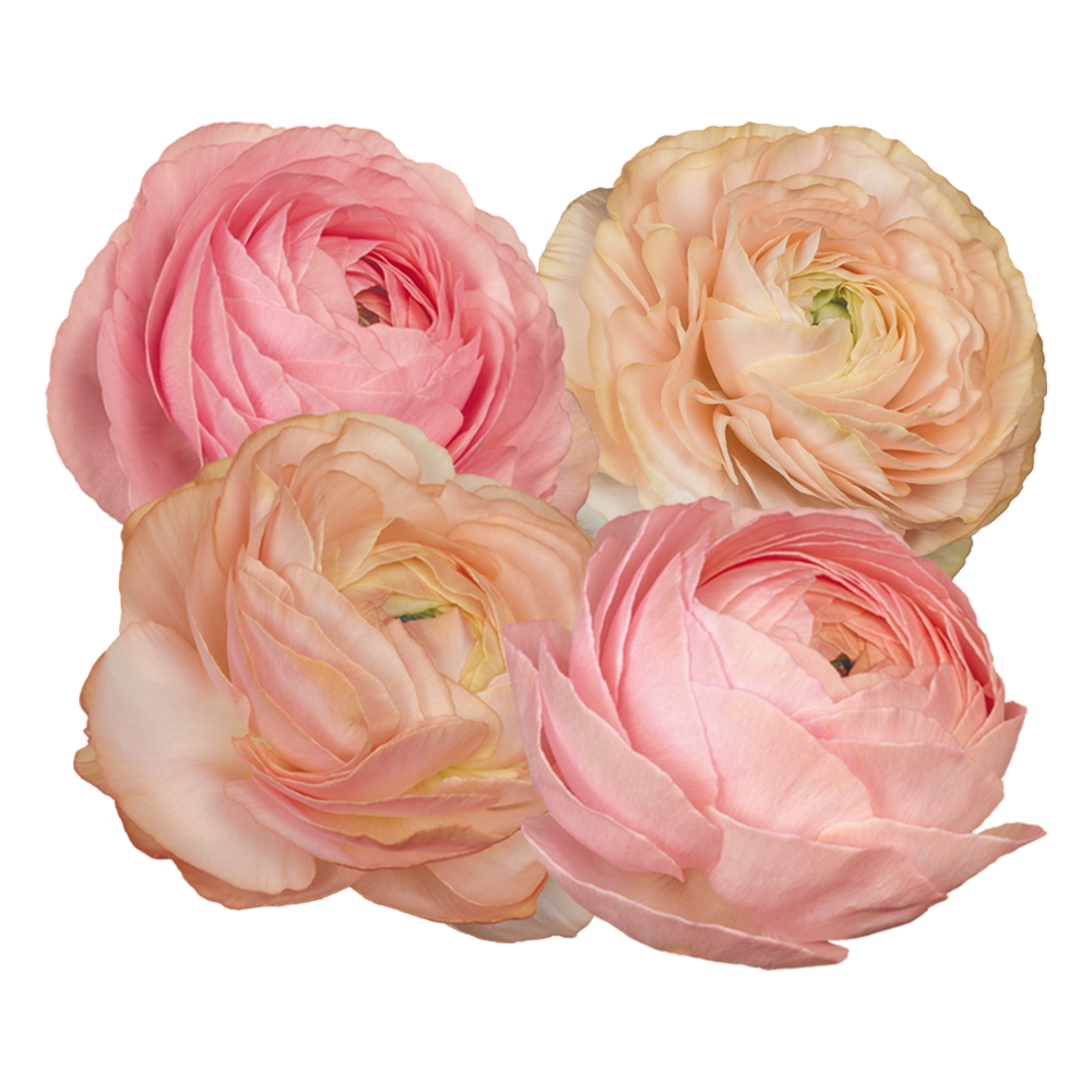 Ranunculus elegance pastello