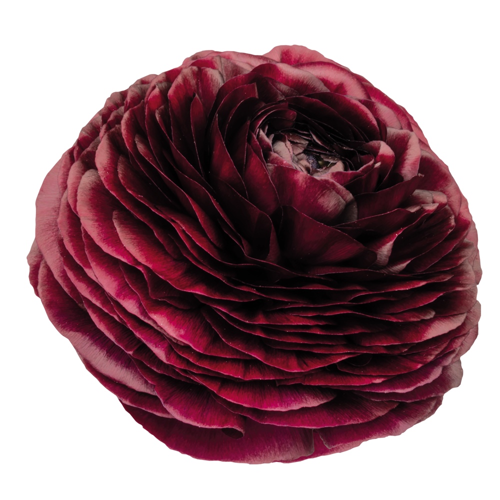 Ranunculus Elegance Viola