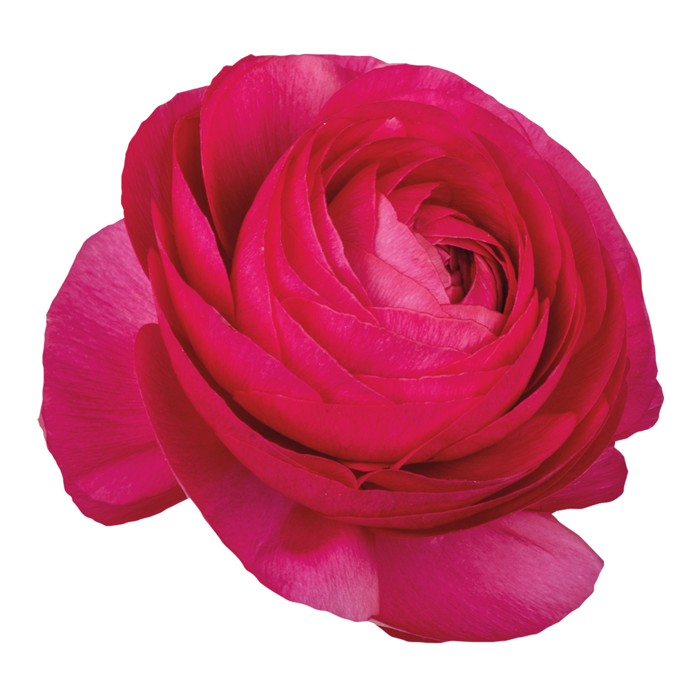 Ranunculus Elegance Hot Pink