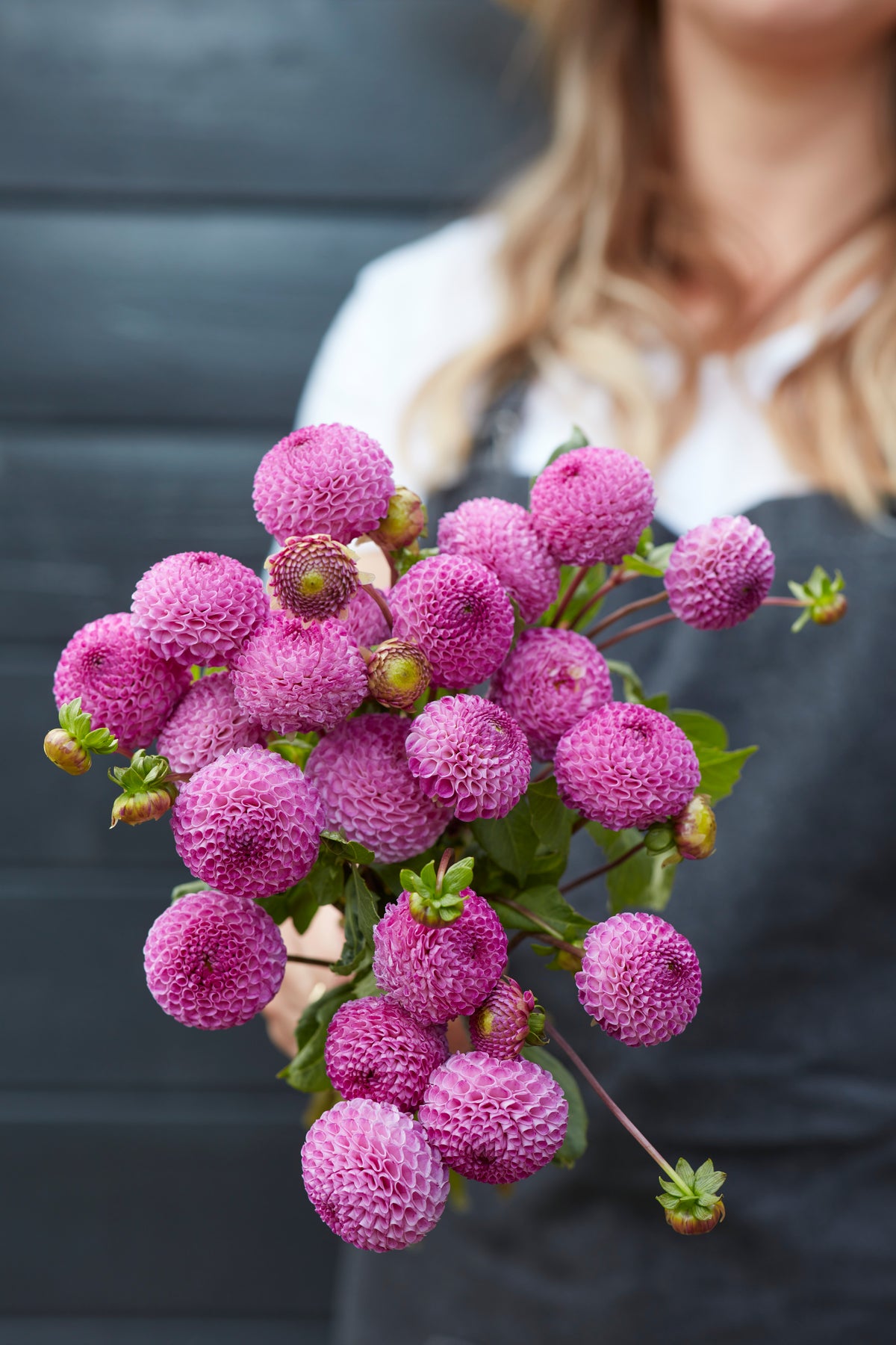 Dahlia Frank Holmes