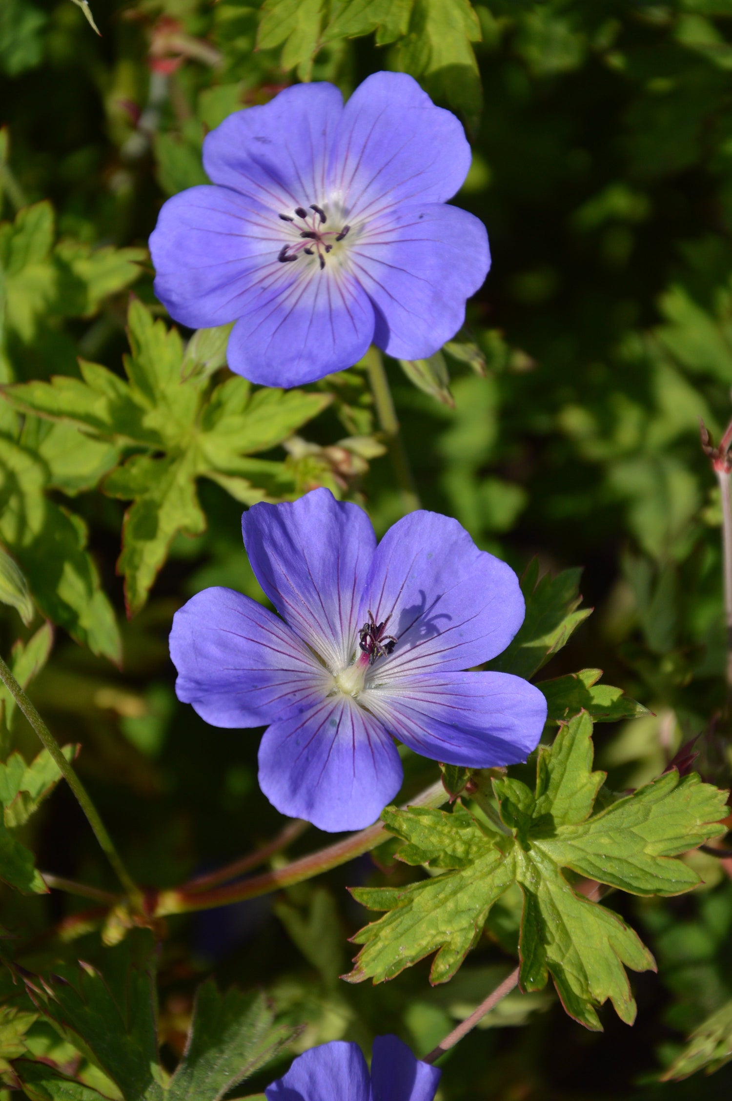 Geranium Rozanne