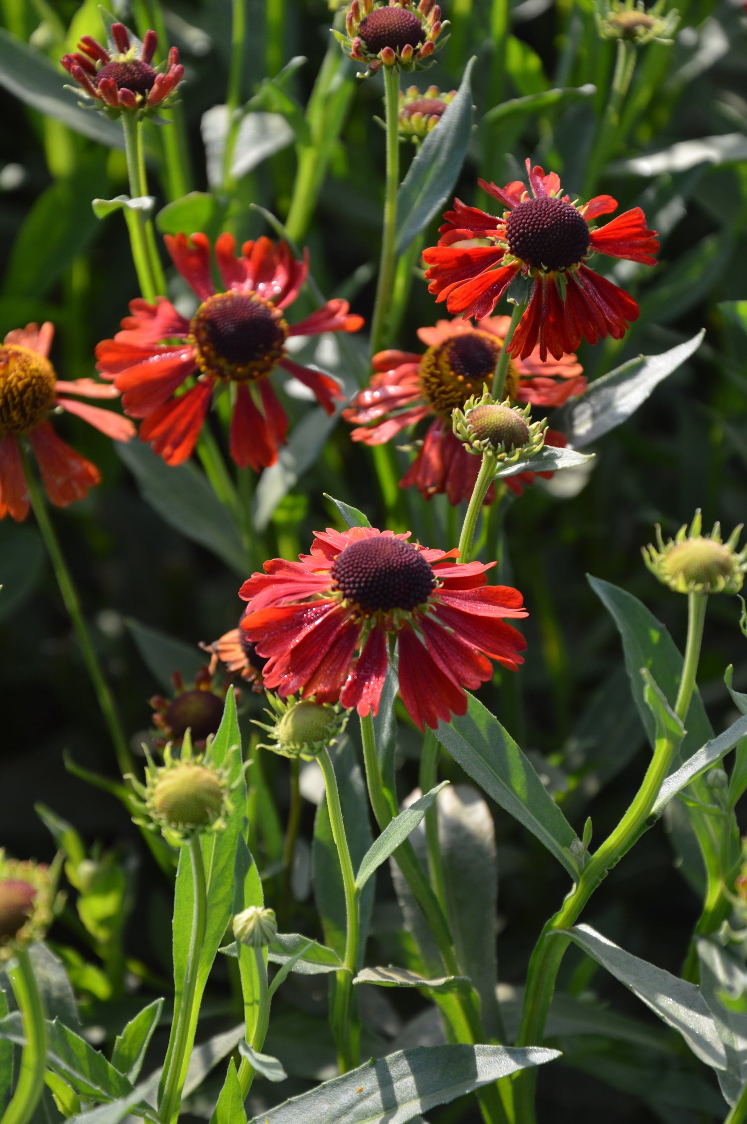 Helenium Moerheim Beauty XL