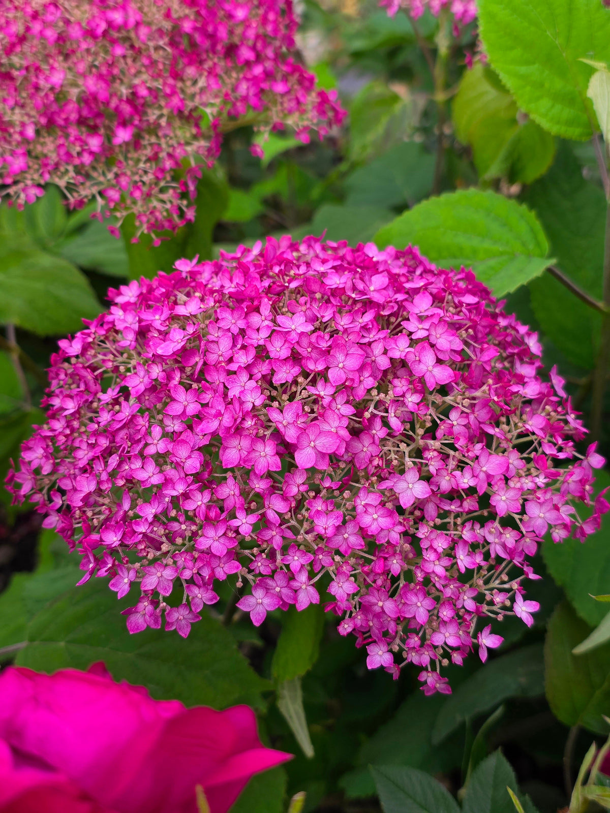 Hydrangea arborescens Candybelle Winegum