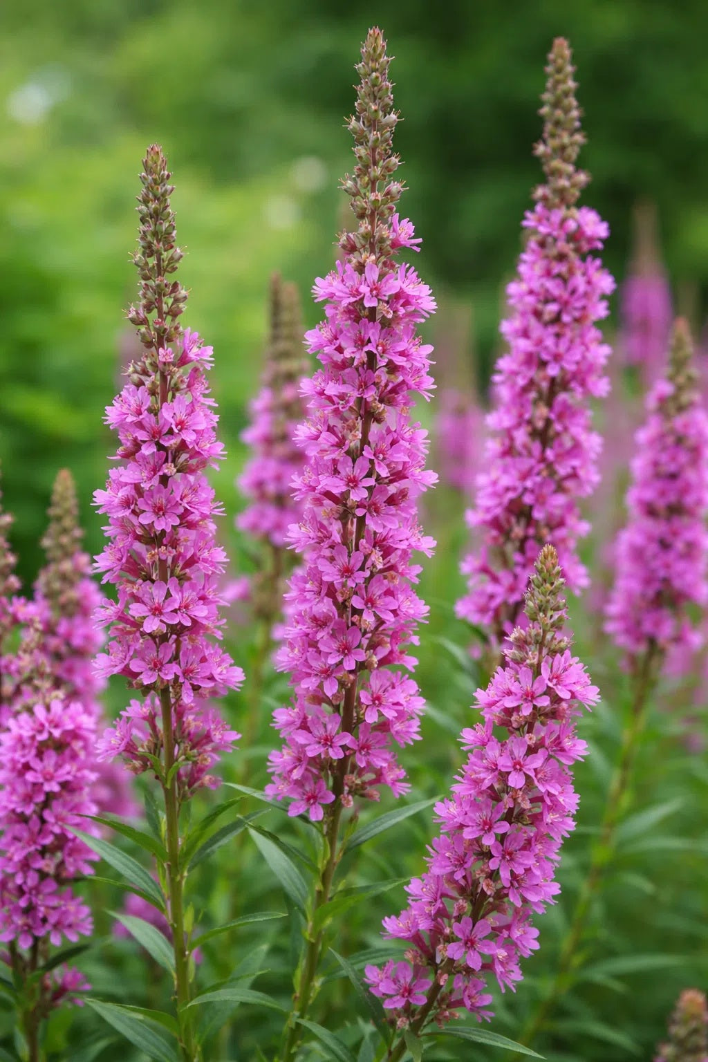 Lythrum salicaria 'Rosy Gem'