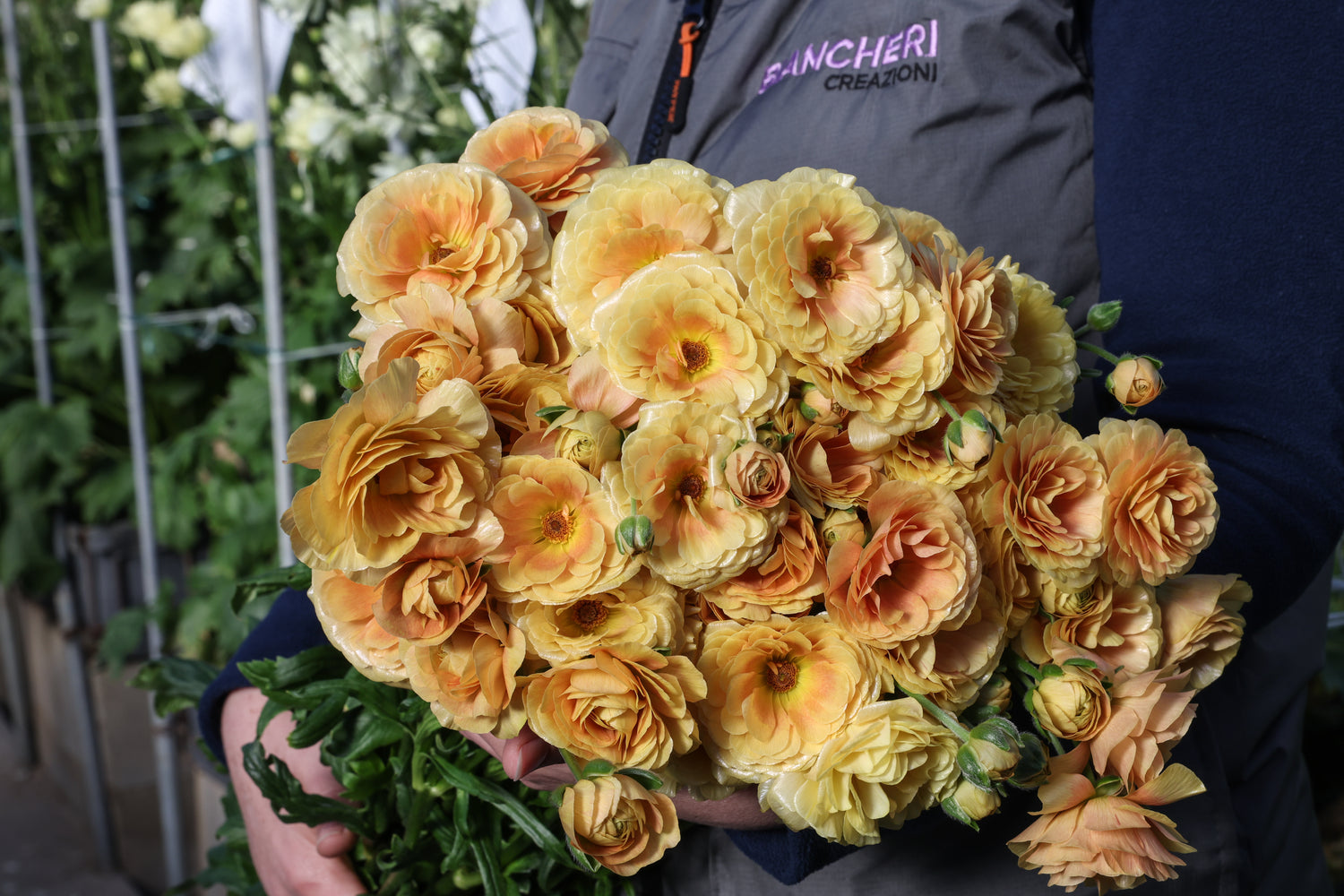 Ranunculus Natura Moderna Honey
