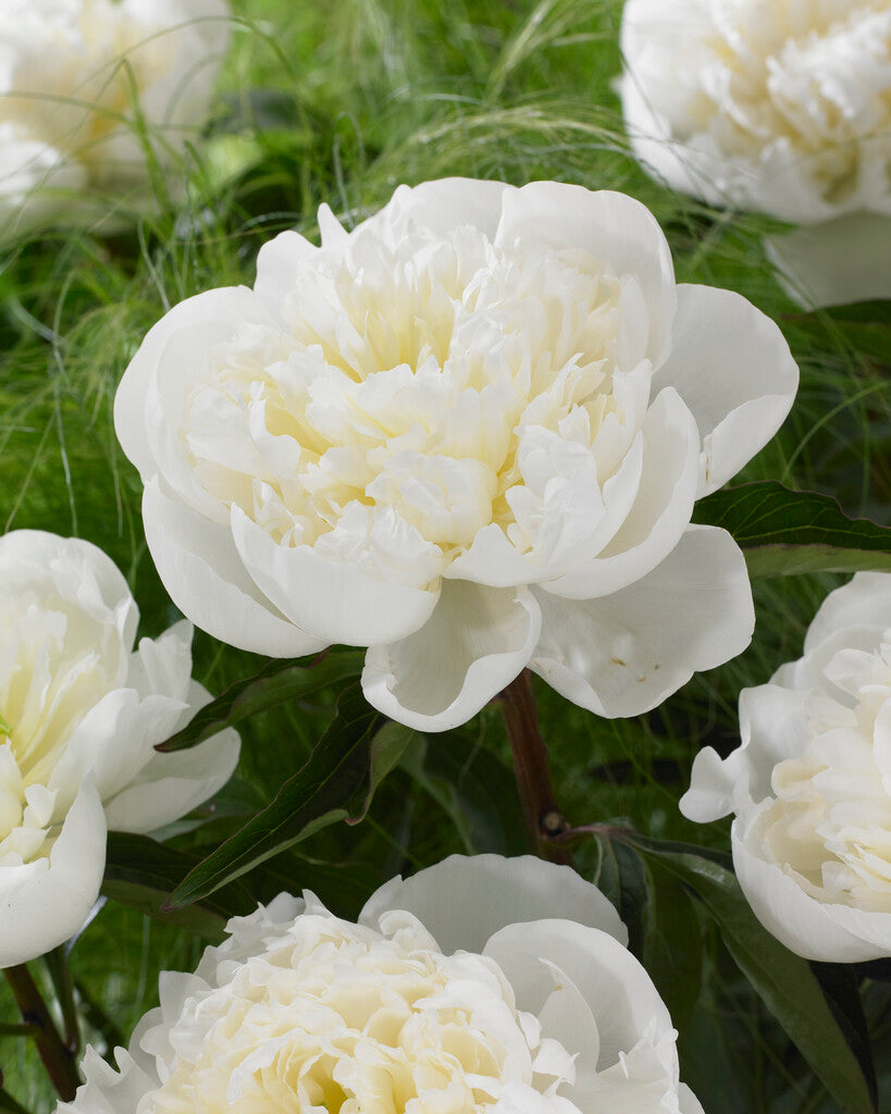 Paeonia Duchesse de Nemours 3/5