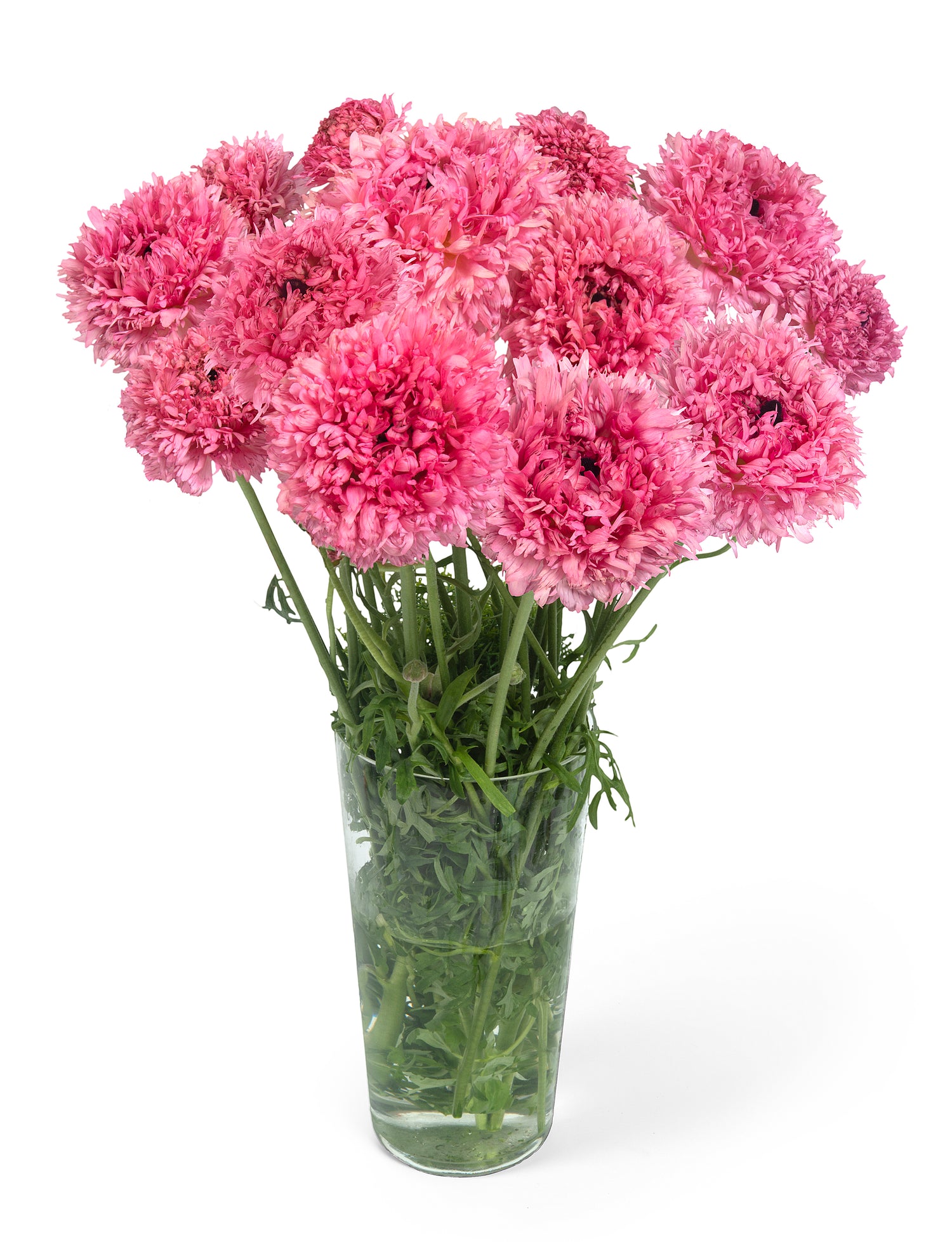 Ranunculus Poodle Ramlia