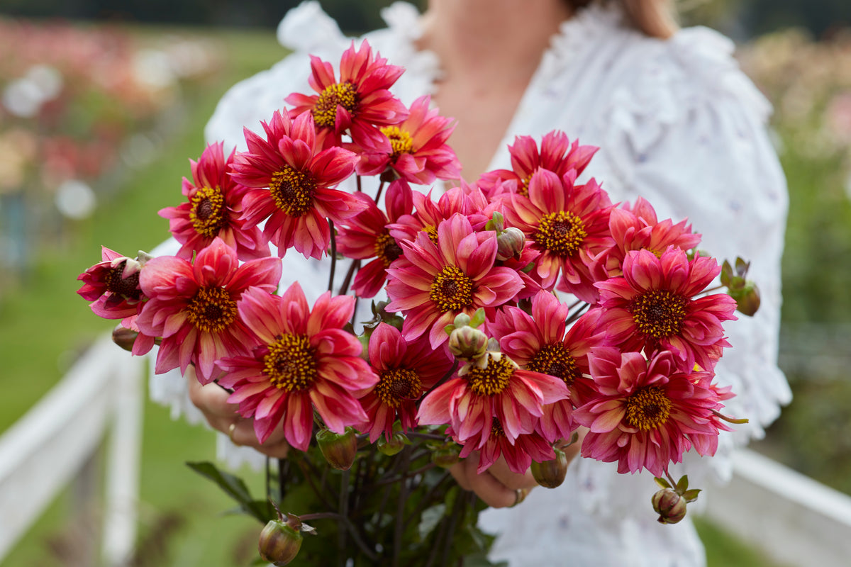 Dahlia Princess Nadine