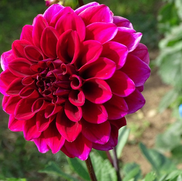 Dahlia Purper Cap