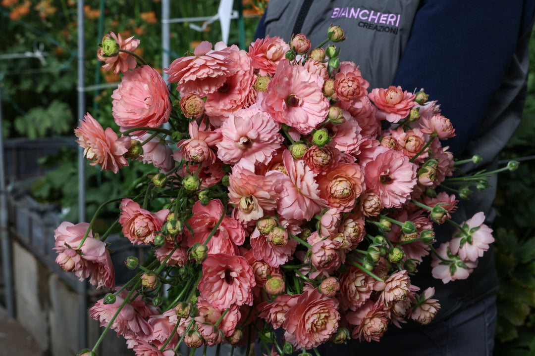 Ranunculus Natura Moderna Riviera