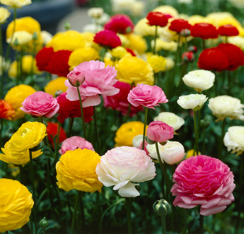 Ranunculus mixed