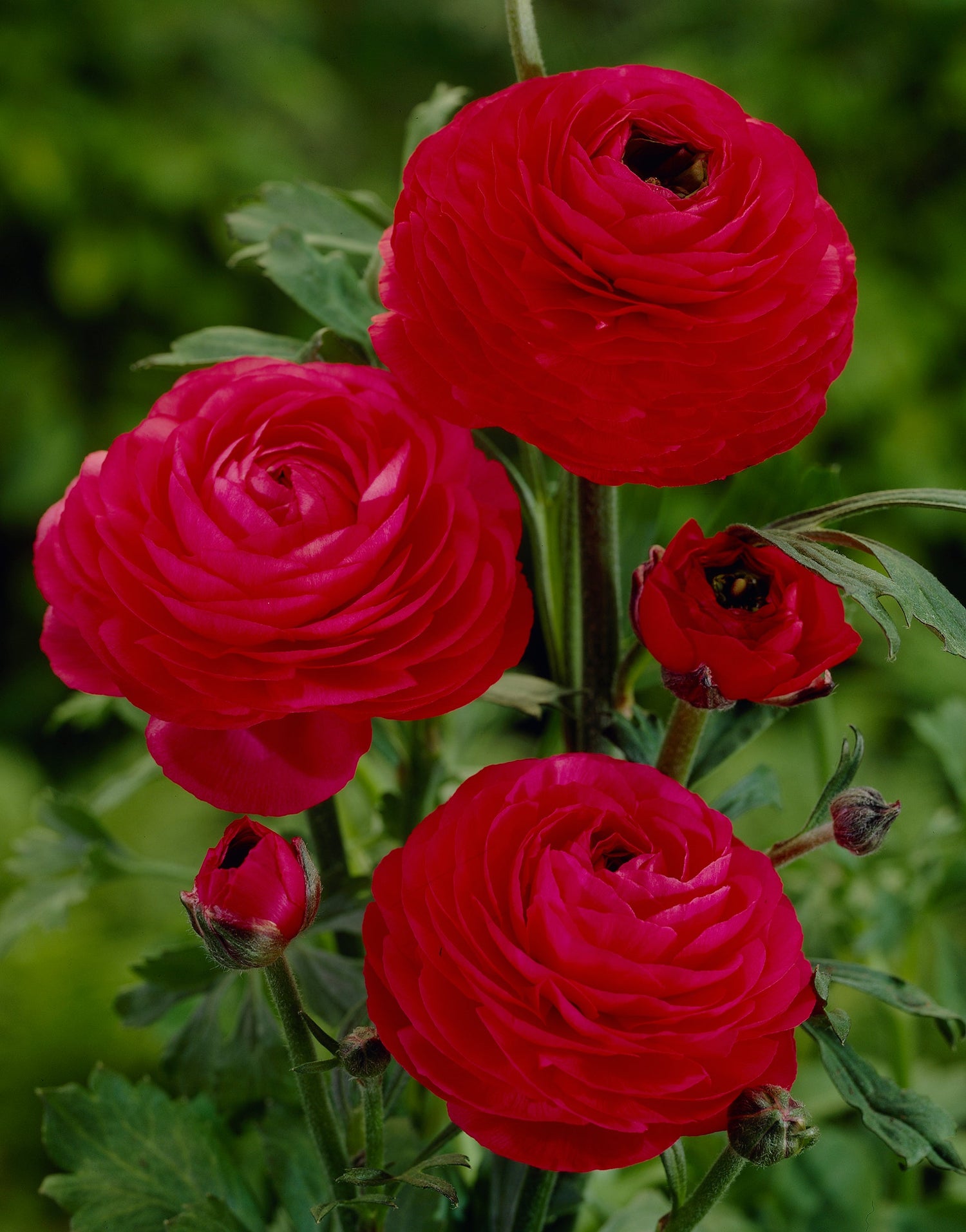 Ranunculus red