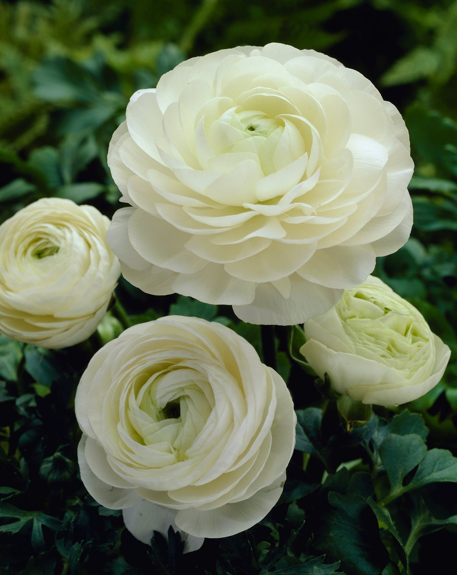 Ranunculus White