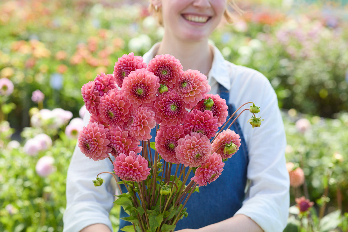 Dahlia Raspberry Baby