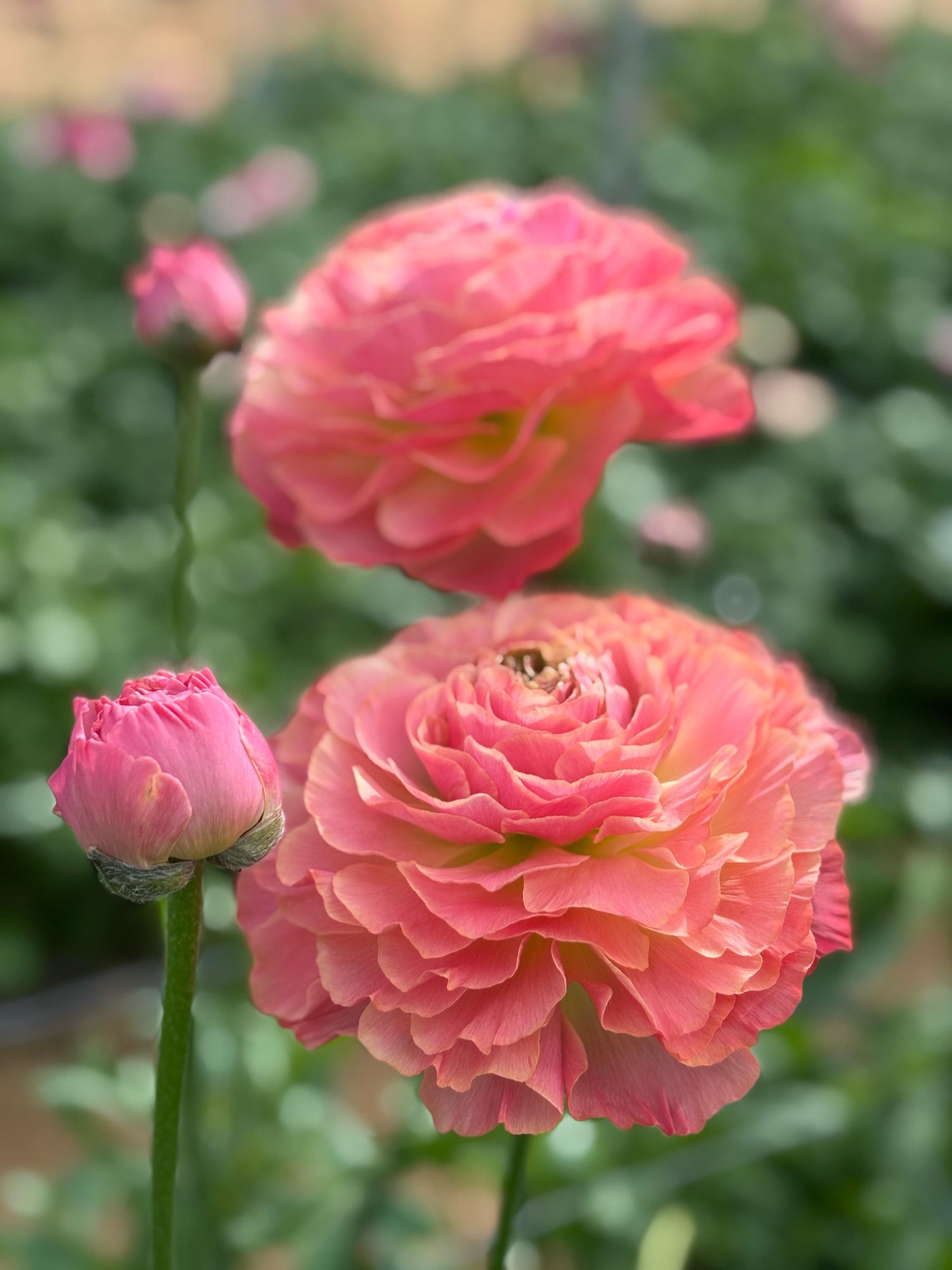 Ranunculus Romance Buzet