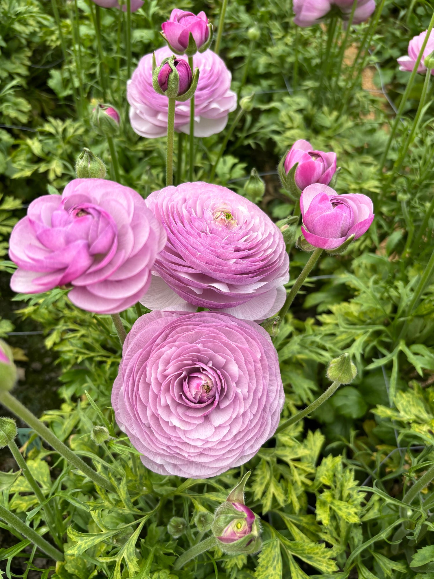 Ranunculus Romance Gascony